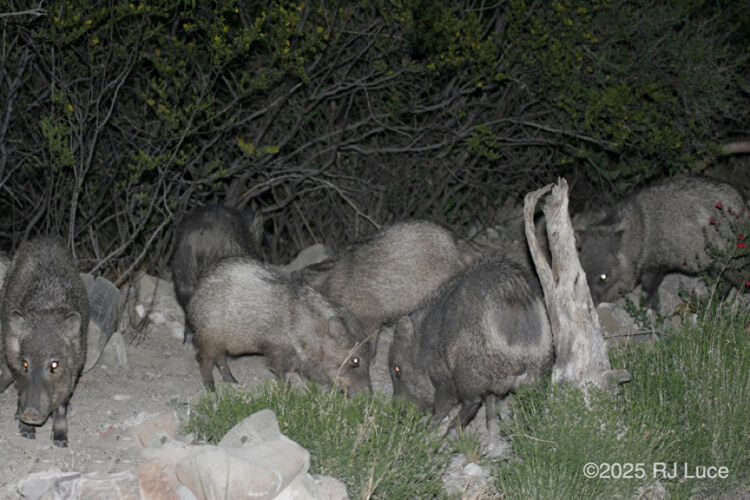 Javalina Herd, Arizona