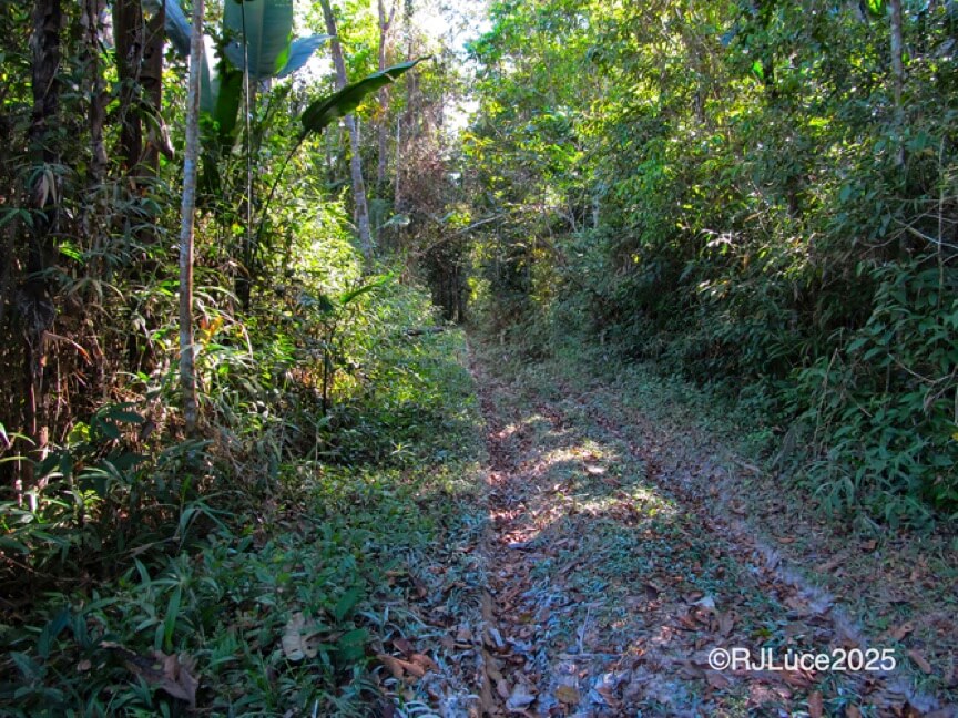 Jungle Path, Brazil