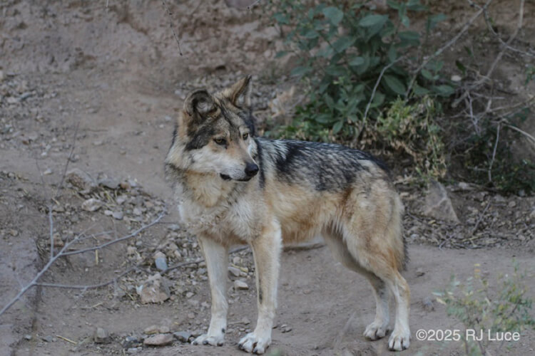Mexican Wolf, Arizona