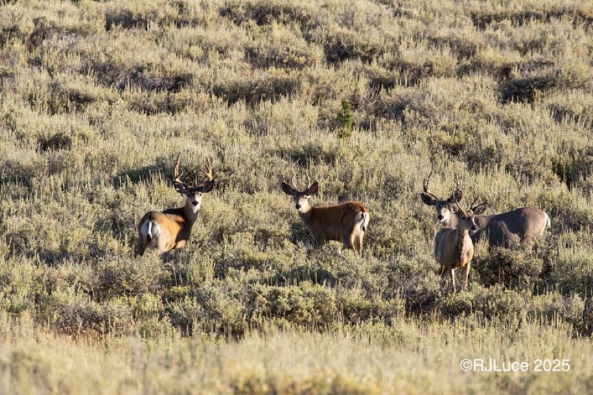 Mule Deer, Wyoming