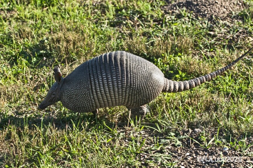 Nine-banded Armadillo Brazil