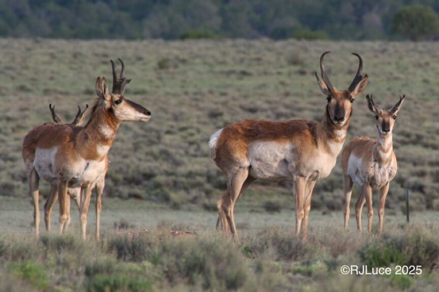 Pronghorn Antelope, Wyoming