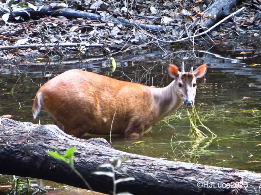 Red Brocket Deer, Brazil
