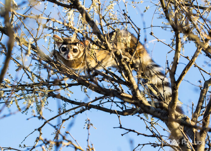 Ringtail, Arizona
