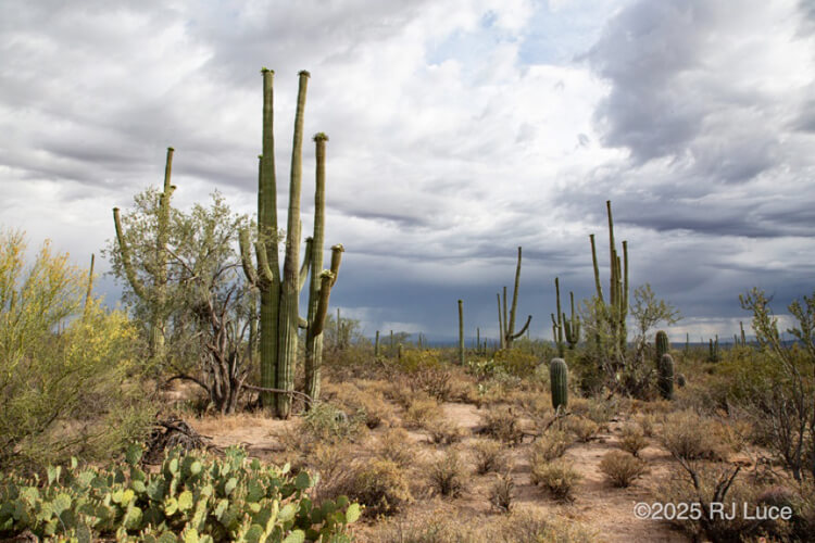 Saguaro National Park, Arizona