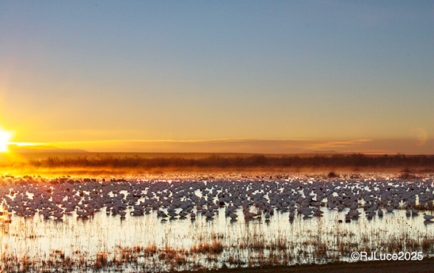 Snow Geese at sunset, Bosque del Apache National Wildlife Refuge, New Mexico