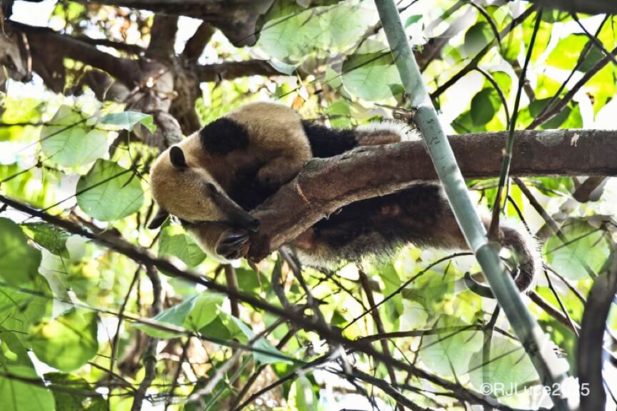 Tamandua, Brazil