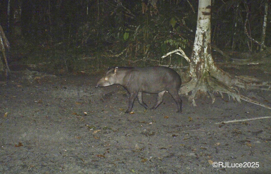 Tapir, Brazil