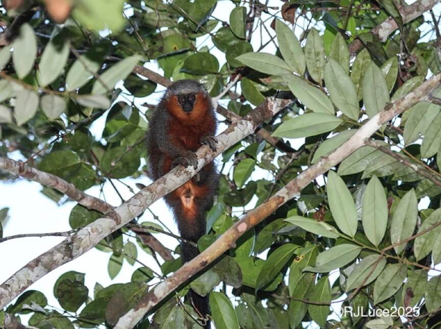 Titi Monkey, Brazil