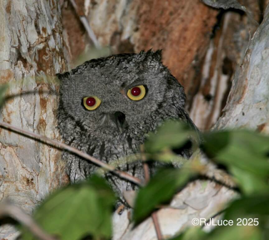 Western Screech Owl, Wyoming