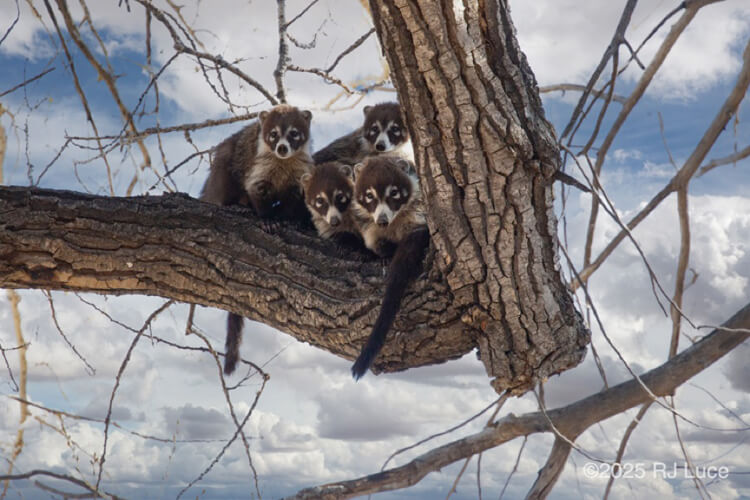 White-nosed Coati, Arizona