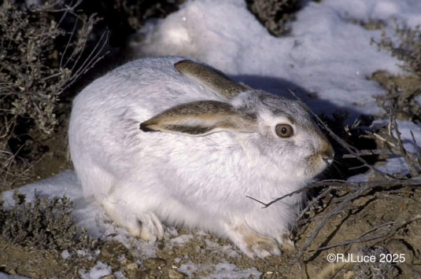 White-tailed Jackrabbit, Wyoming