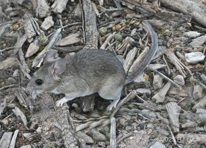 White-throated Woodrat (Pack Rat), Arizona