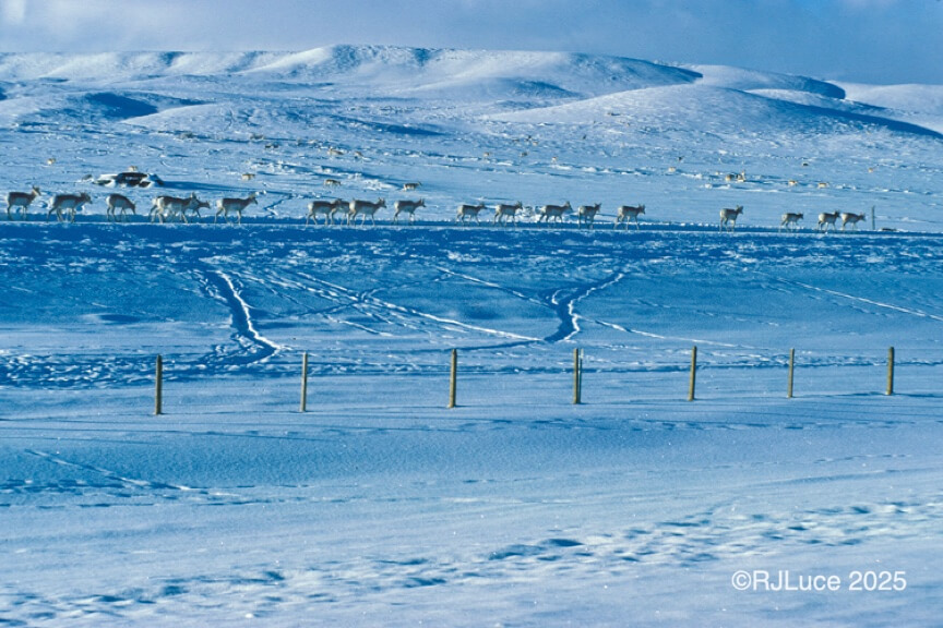 Wyoming Pronghorn