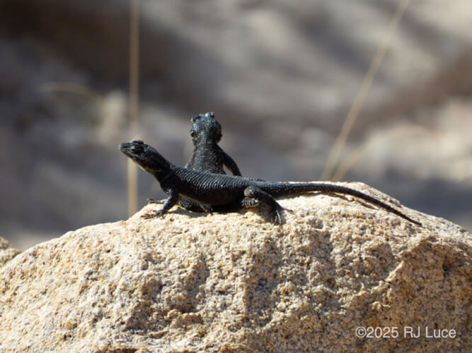 Yarrow's Spiny Lizard, Arizona